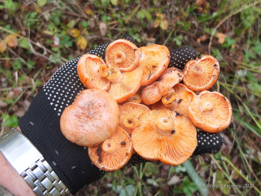Рыжики Королевские грибы