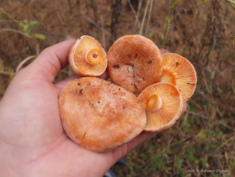Млечник голубой Lactarius Indigo