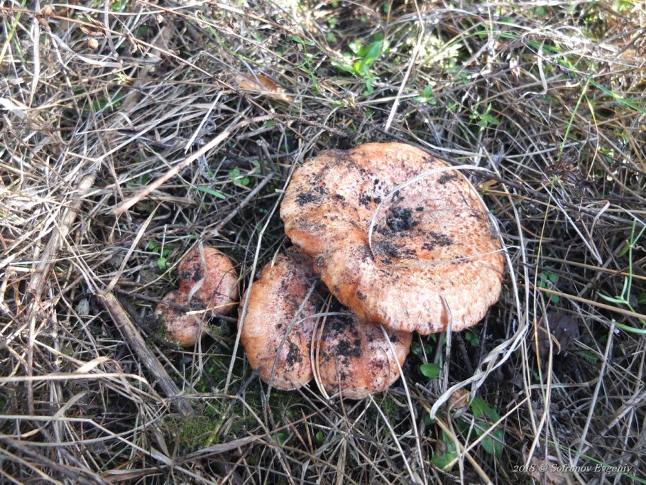 Волнушка гриб