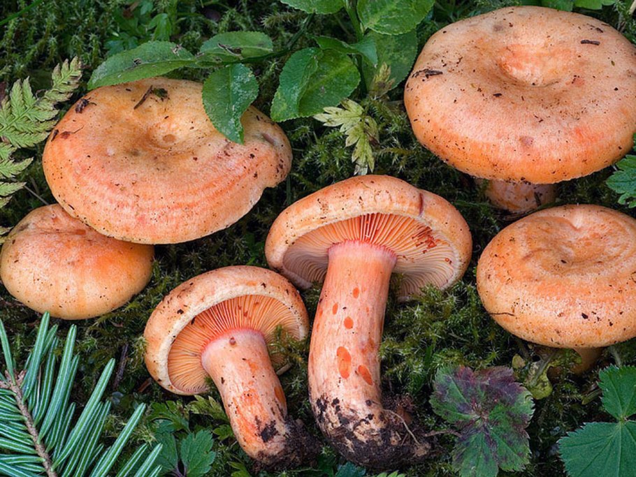 Рыжик гриб Забайкалье