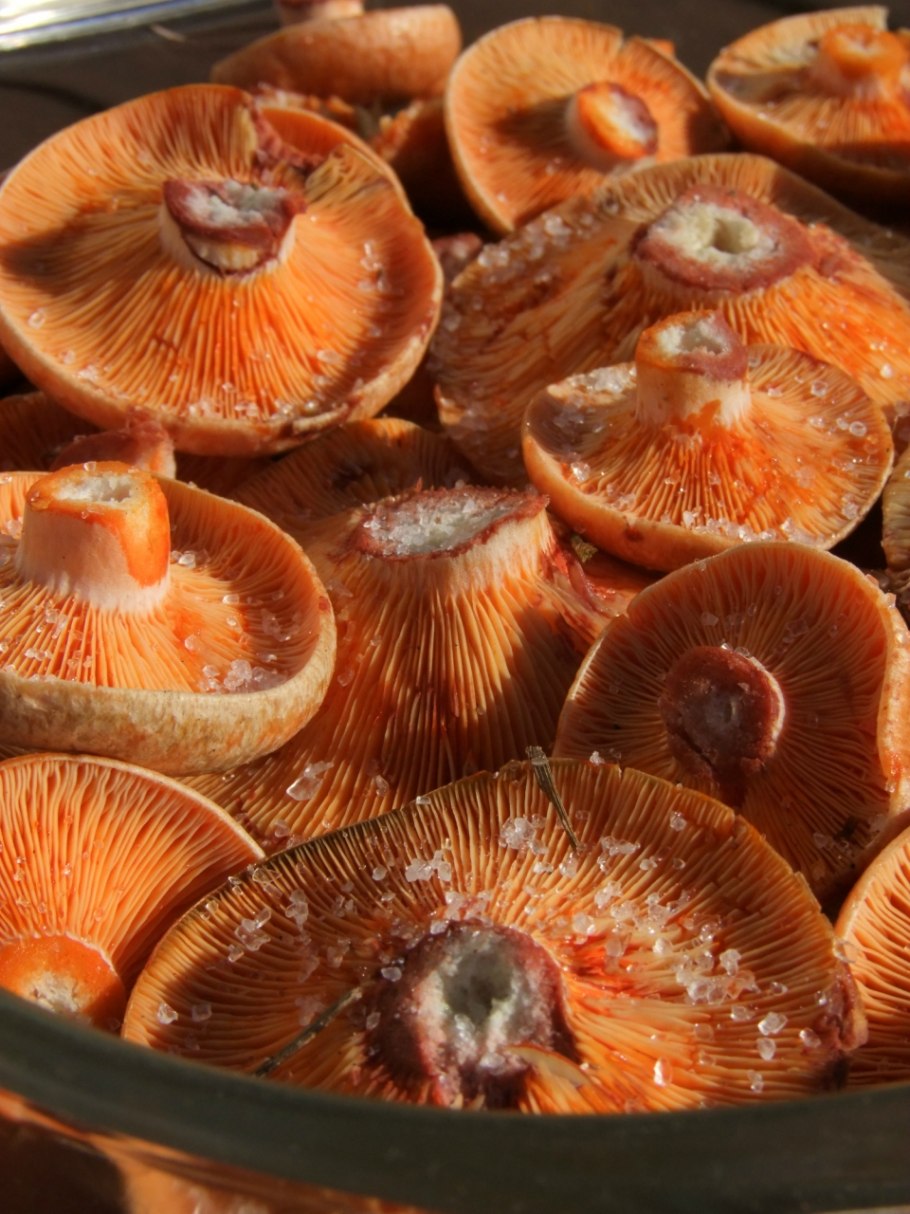Рыжик сосновый боровой lactarius deliciosus