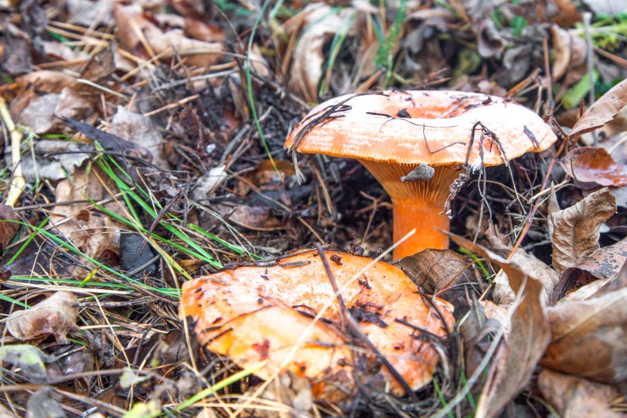 Рыжик еловый/еловик (Lactarius deterrimus);