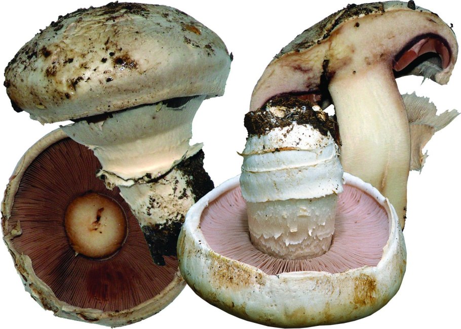 Гриб чешуйчатка клейкая