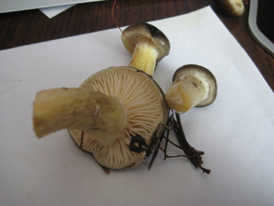 Гигрофор коричневый