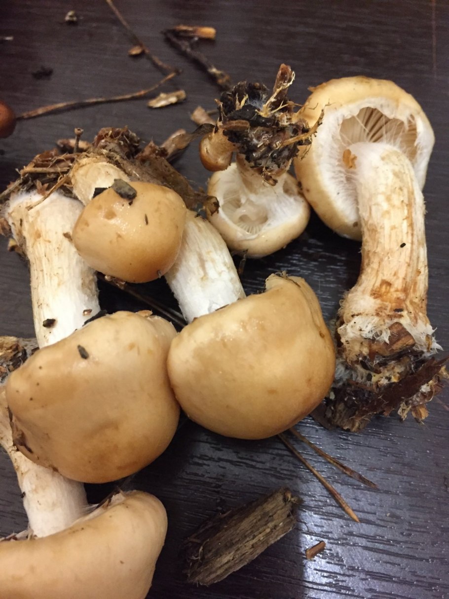 Грибы со слизистой шляпкой