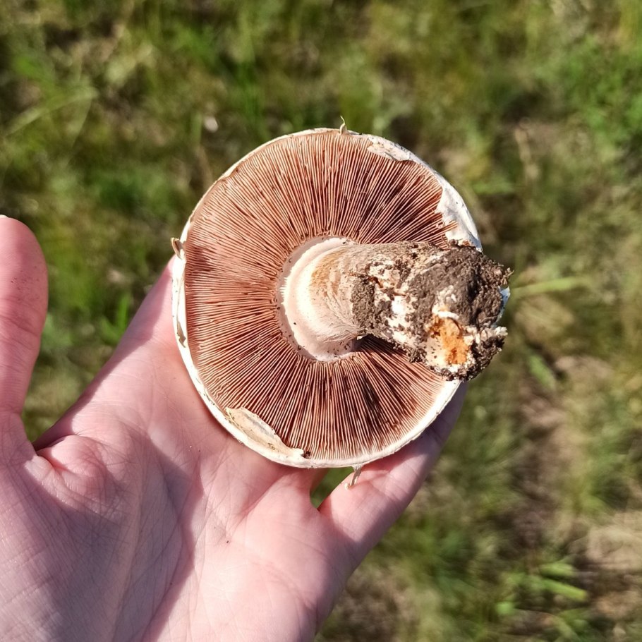 Паутинник серебристый гриб