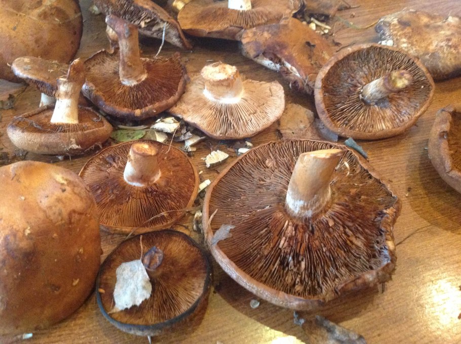 Грибы свинухи подтопольники