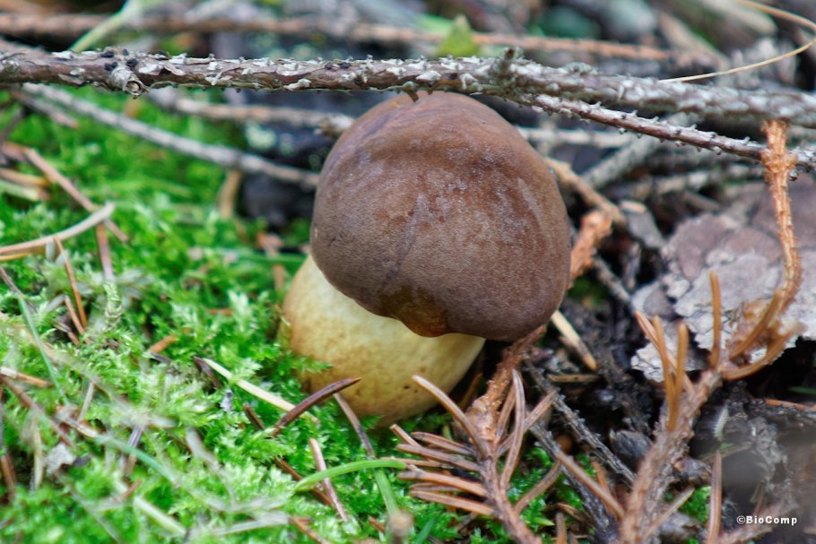 Маленький грибочек