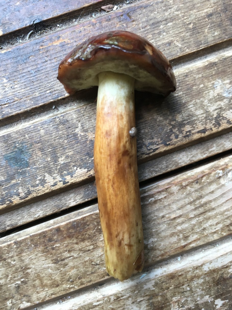 Болетовые моховик