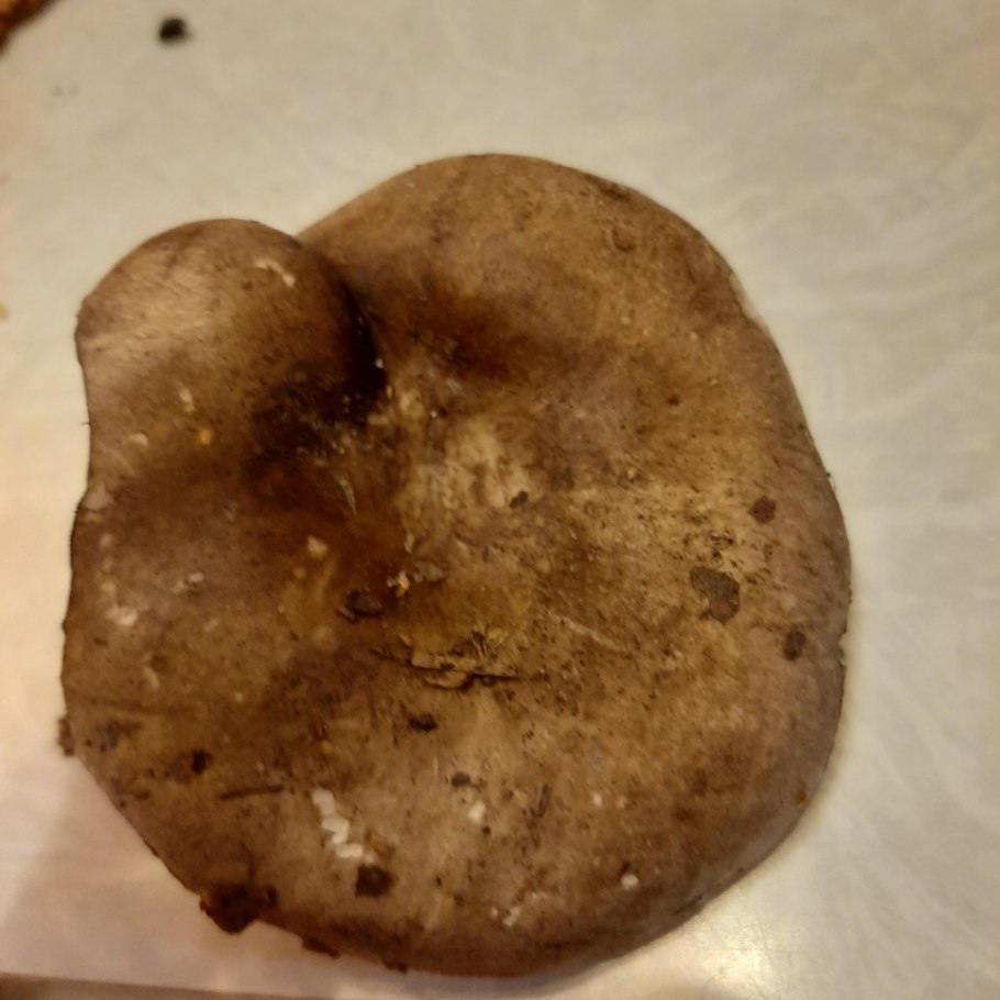 Гриб чешуйчатка клейкая