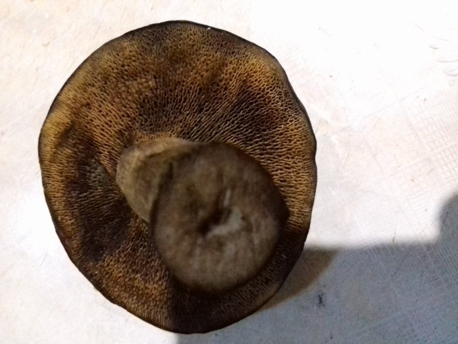 Млечник древесинный грибы