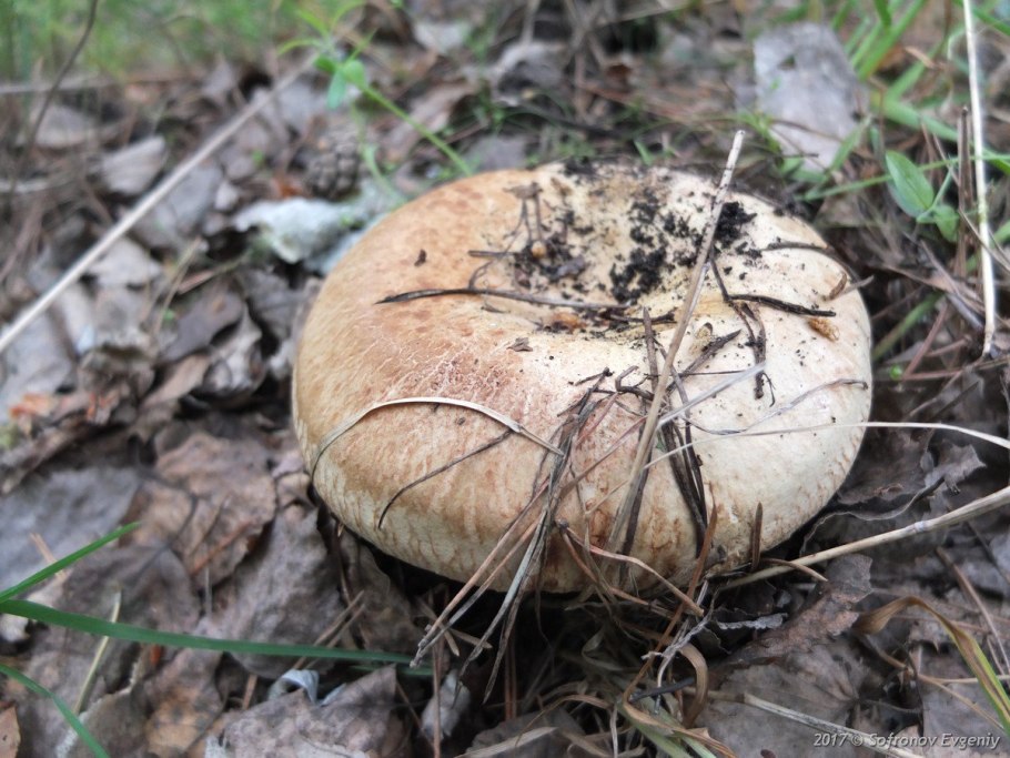 Дубовый груздь и обычный