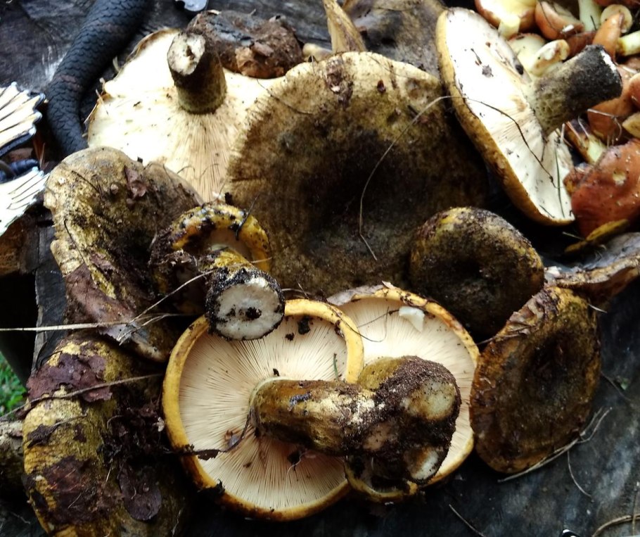 Дубовик свинушки