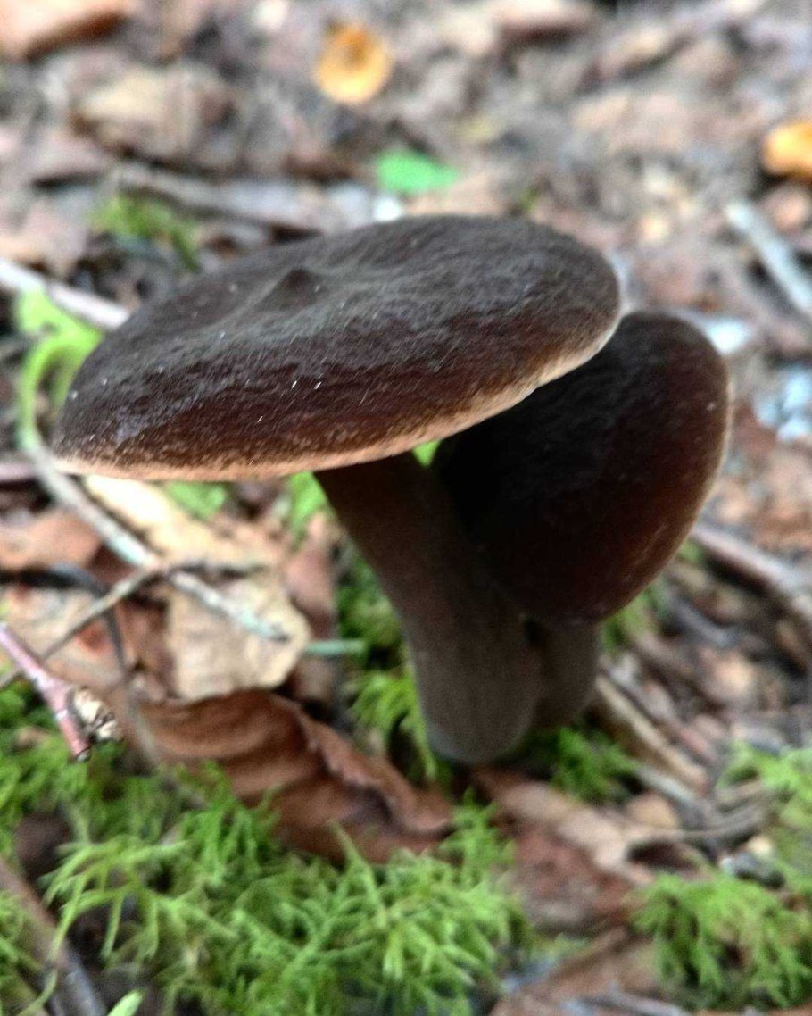 Грибы пластинчатые свинушка тонкая