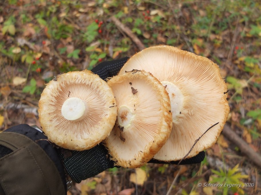 Золотистый груздь фото