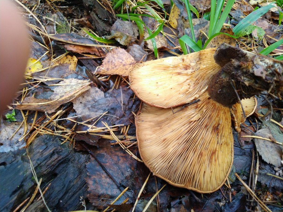 Черные грузди Чернушка