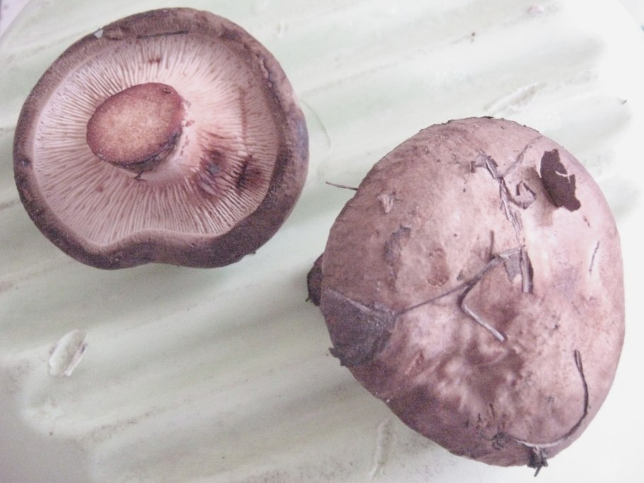 Млечник мэра гриб