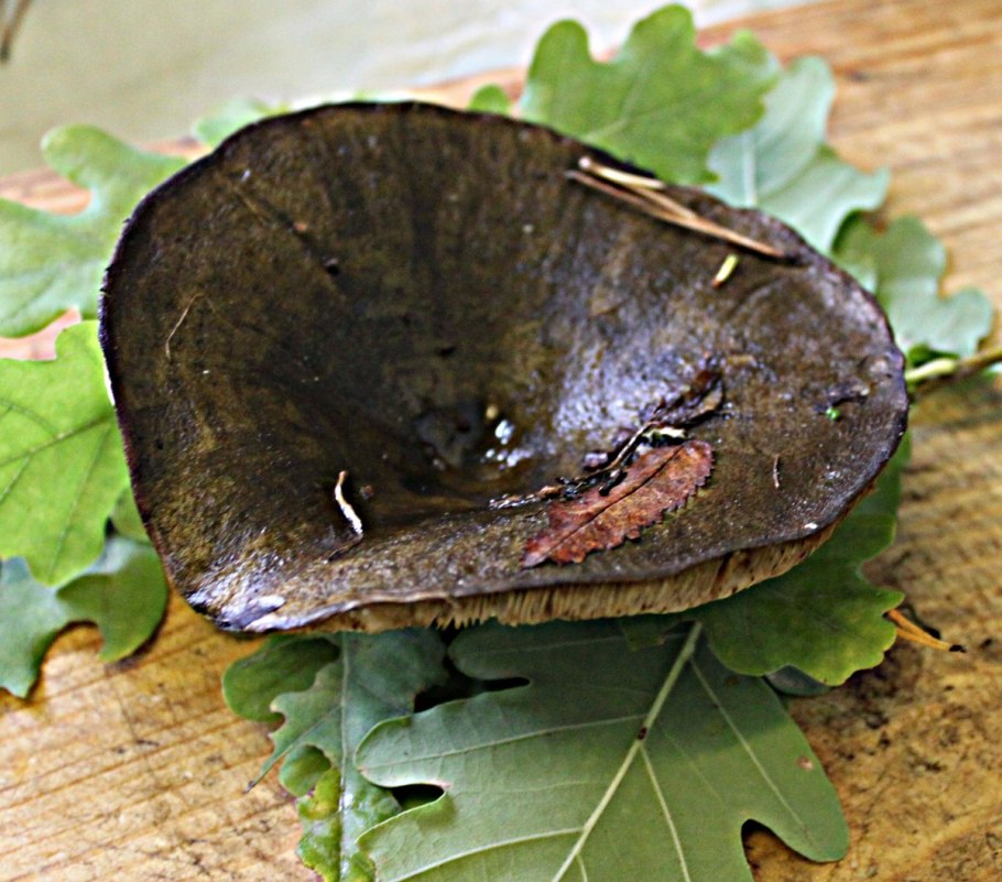 Свинушка черная гриб