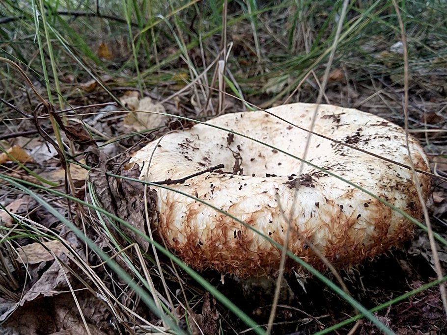 Съедобные грибы самарской