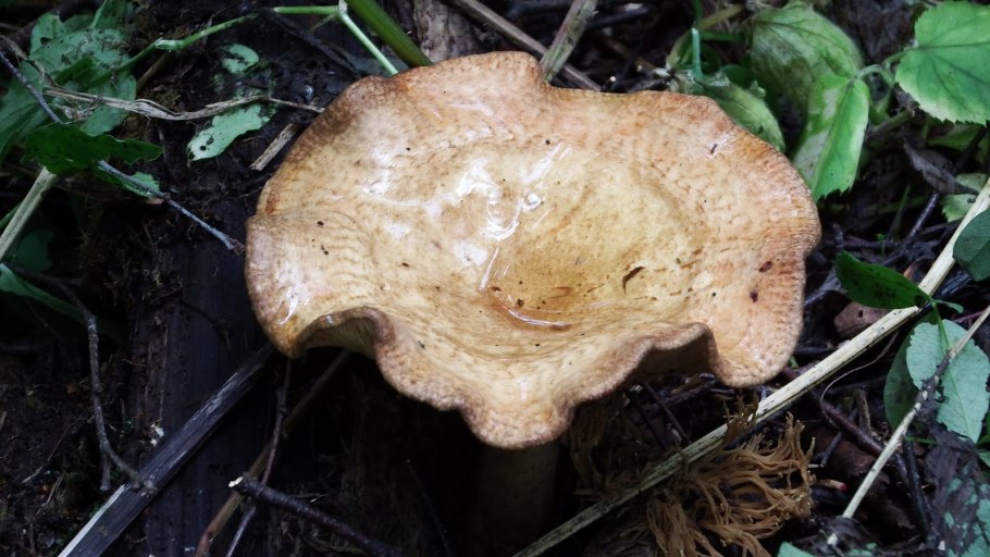 Правский груздь