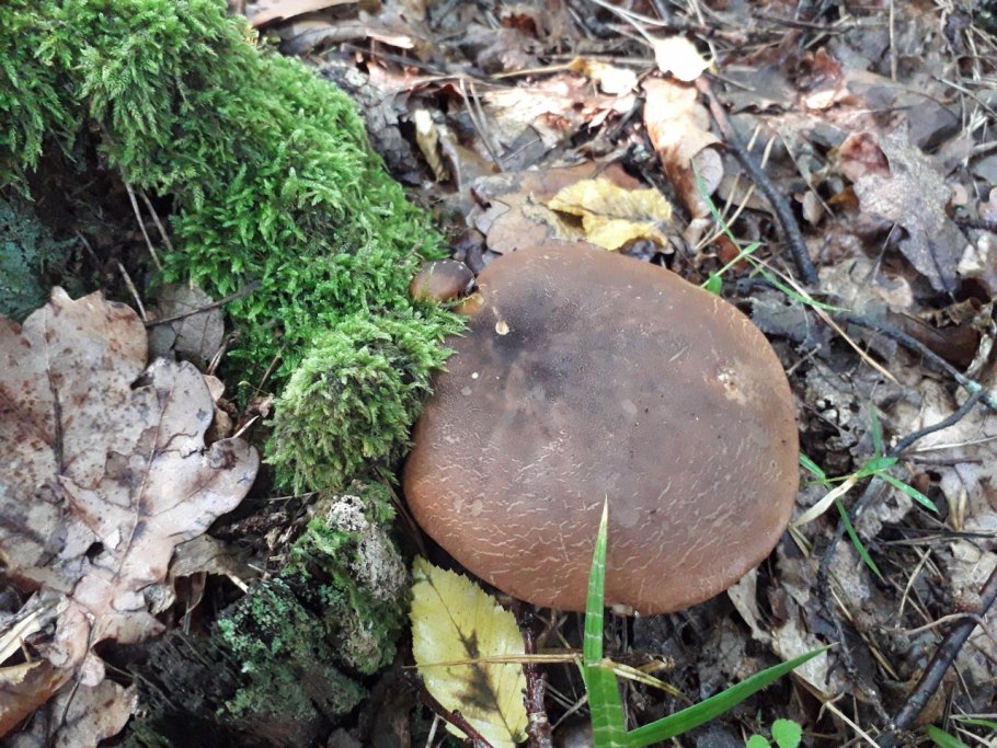 Подгруздок коричневый