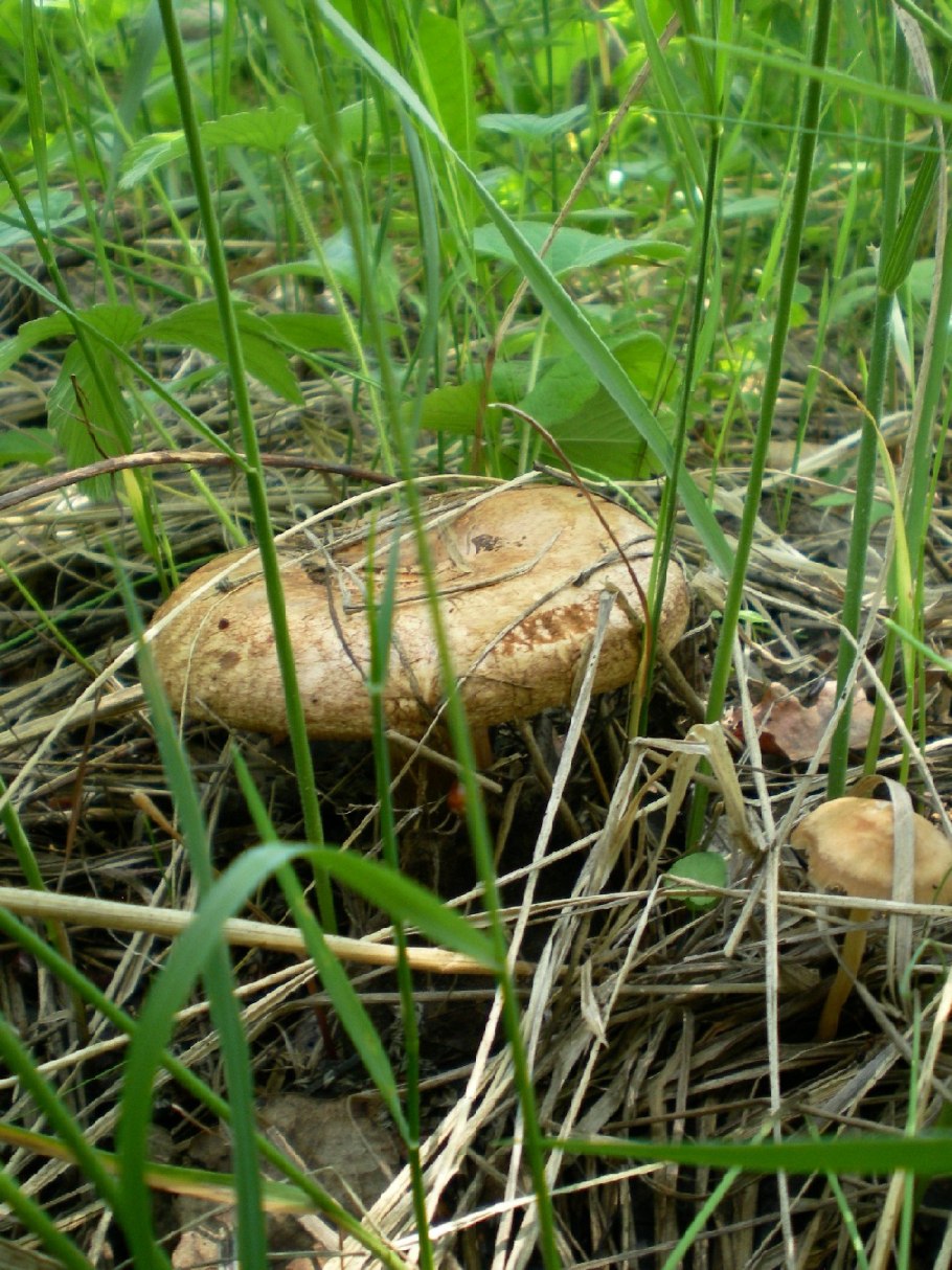 Подивница гриб