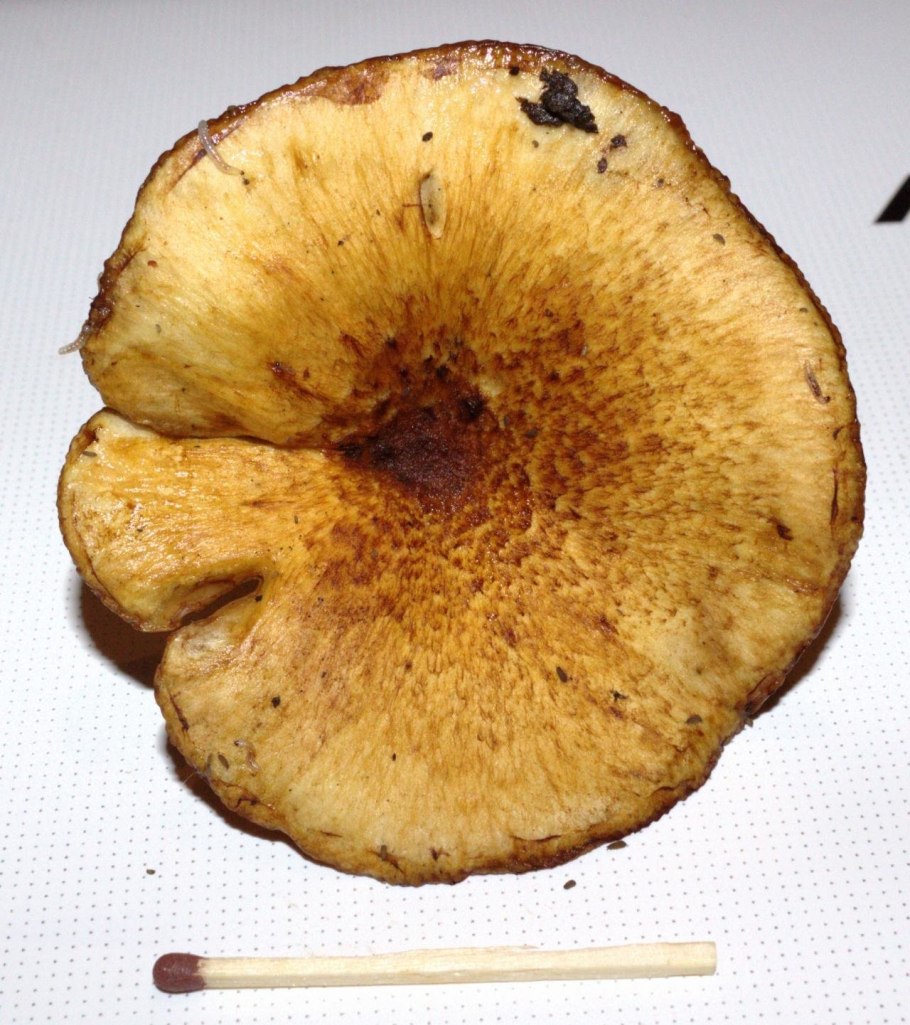 Груздь синеющий (Lactarius repraesentaneus)