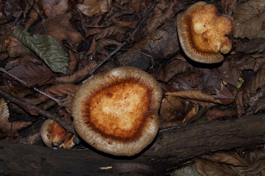 Свинушка ольховая