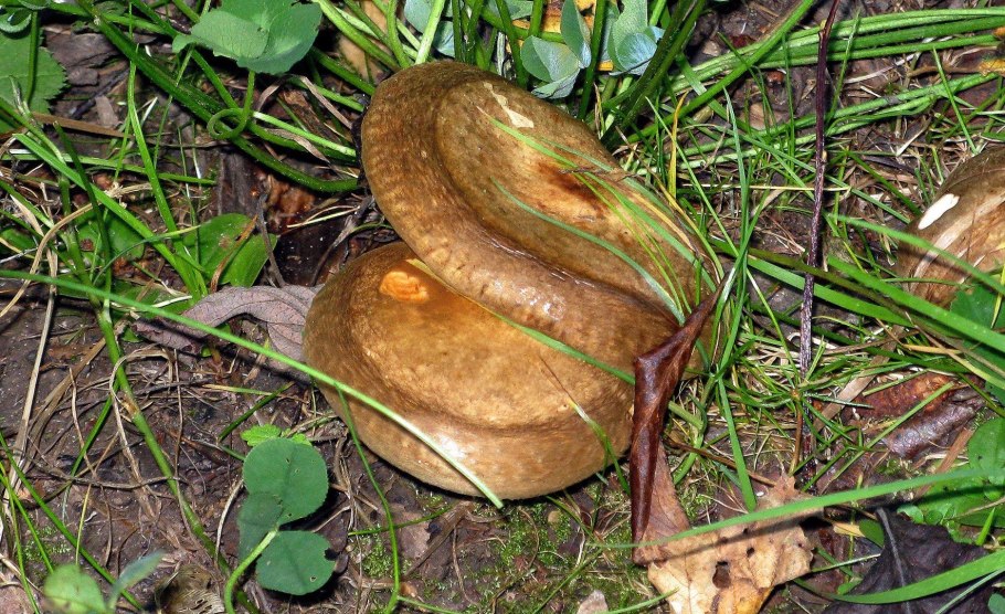 Свинушка черная гриб