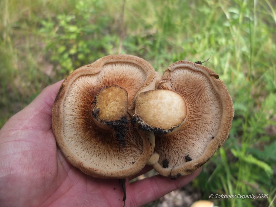 Гриб свинушка Ольховая