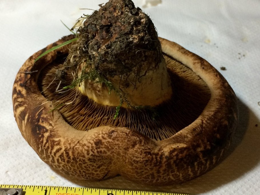 Свинушка Ольховая съедобная