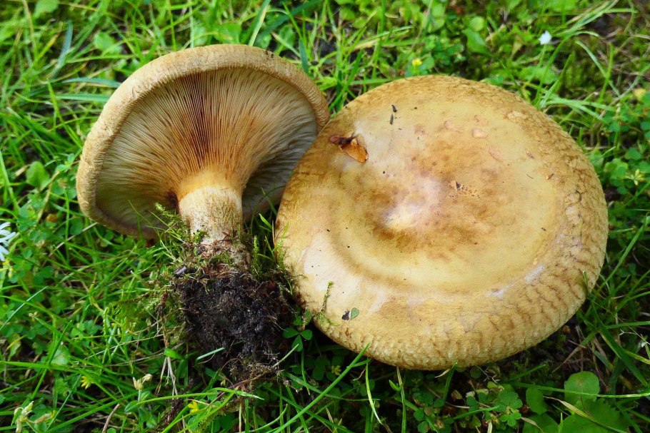 Lactarius resimus купить