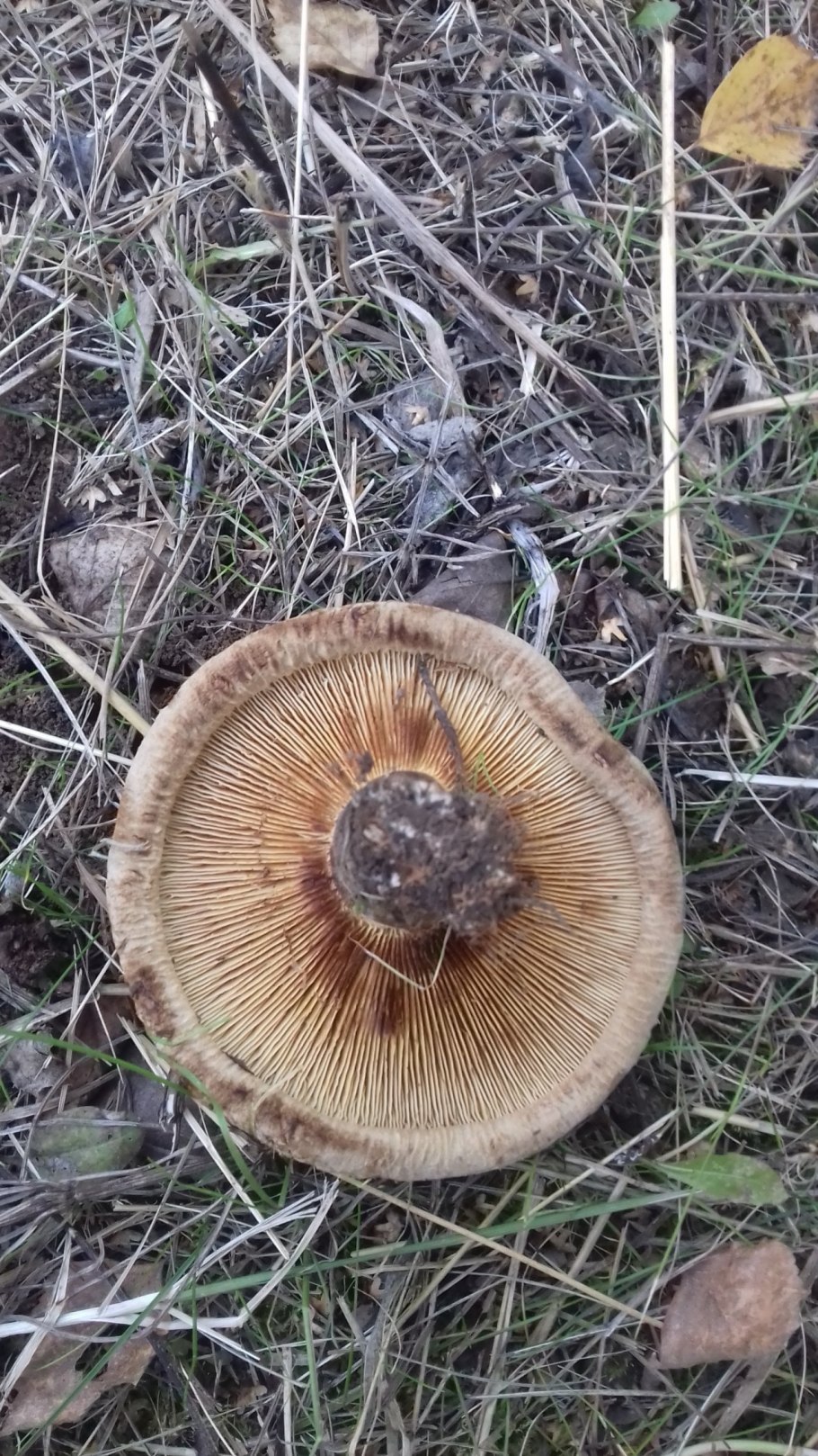 Млечник древесинный грибы