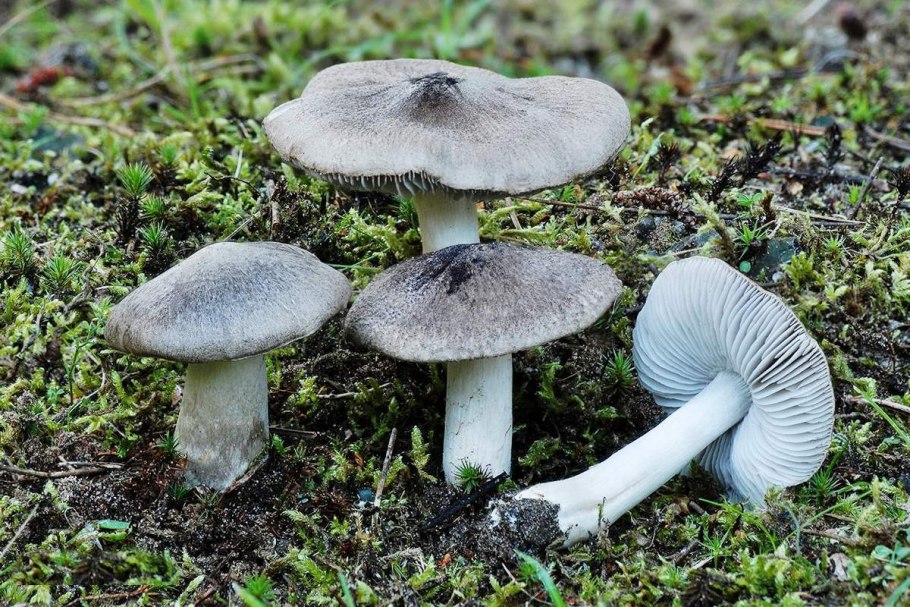 Рядовку землисто-серую (Tricholoma terreum)