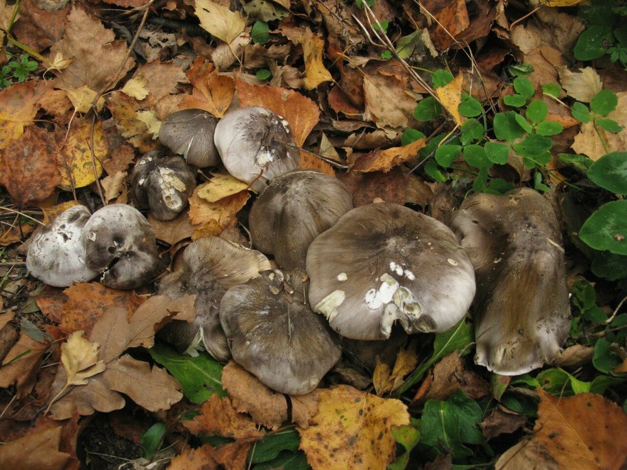 Рядовка серая Tricholoma portentosum.