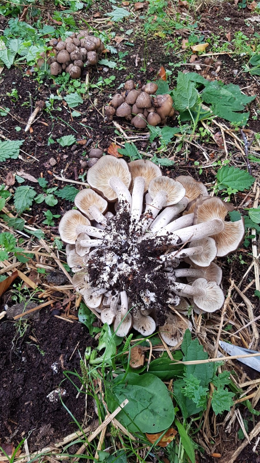 Рядовка скученная Lyophyllum decastes