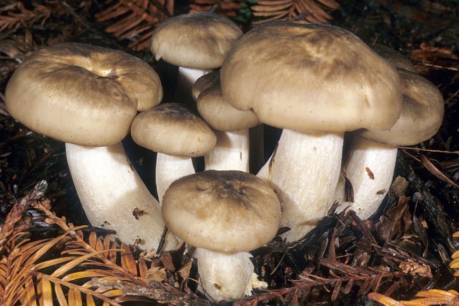 Рядовка скученная Lyophyllum decastes