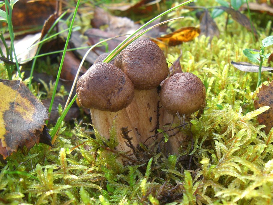 Рядовка бородатая Tricholoma Vaccinum
