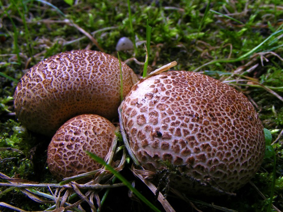 Дождевик шиповатый Lycoperdon perlatum