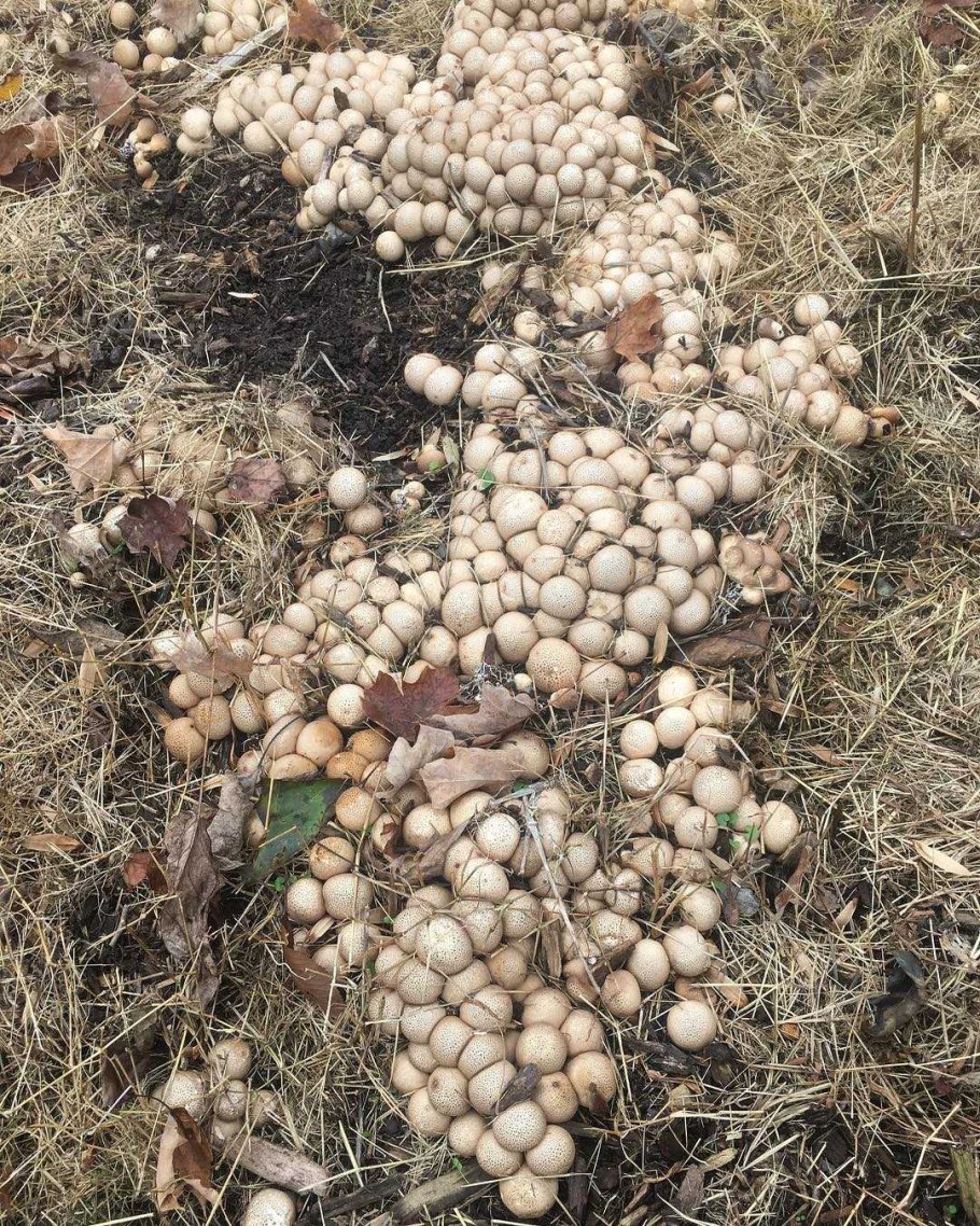 Puffball гриб