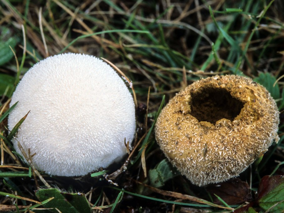 ГОЛОВАЧ продолговатый (Calvatia excipuliformis)