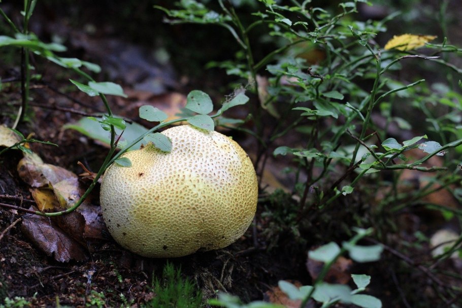 Базидиомикота дождевик (Lycoperdon)