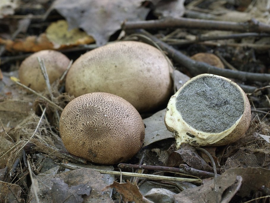 Stump Puffball (Lycoperdon pyriforme)