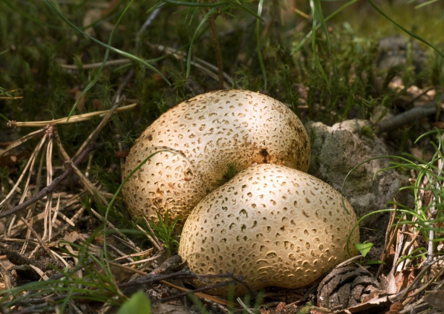 Грибы дождевик (Lycoperdon pyriforme)