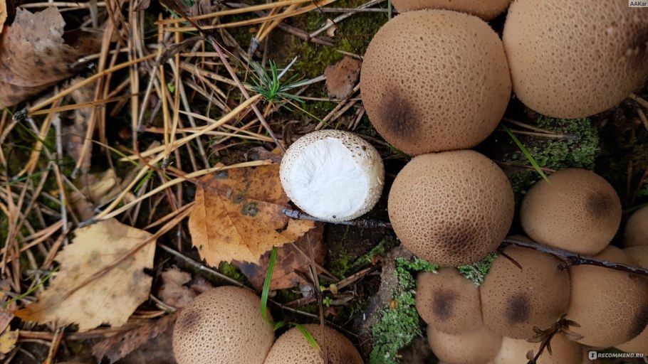 Lycoperdon umbrinum