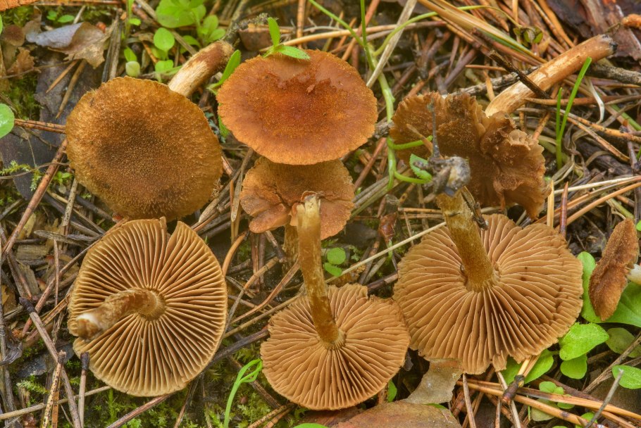 Inocybe Tricolor