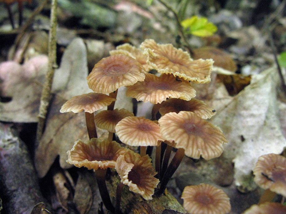 Гриб Inocybe aeruginascens
