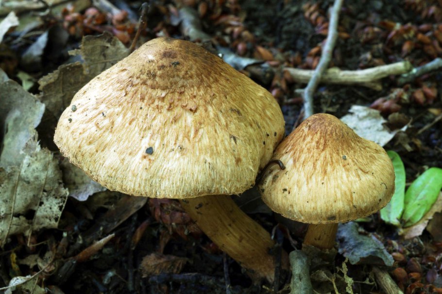 Inocybe bongardii