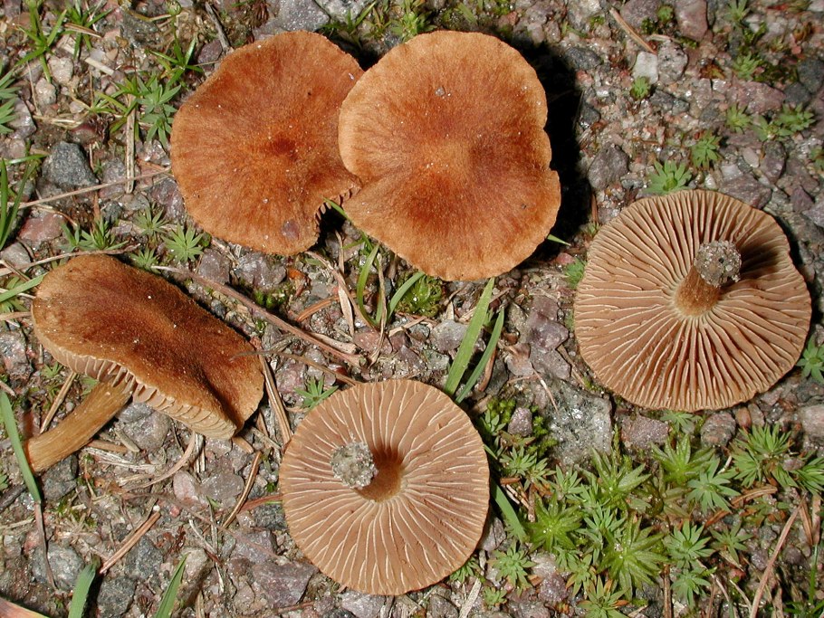 Inocybe Dulcamara