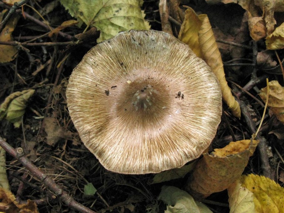 Волоконница смешанная Inocybe